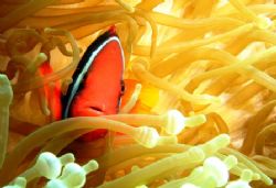 Pose for the camera! Pic taken in Perhentian Island, Mala... by Mohan Thanabalan 